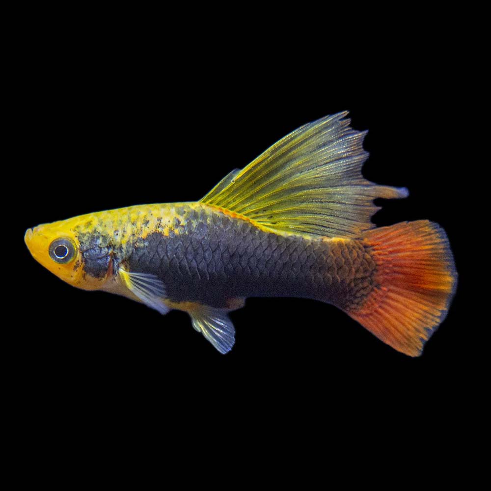 Hifin Neon Black Platy (Xiphophorus variatus) freshwater livebearer with black body and tall dorsal fin