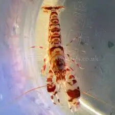 Tiger Pistol Shrimp (Alpheus bellulus) saltwater invertebrate with rust-orange and cream banding