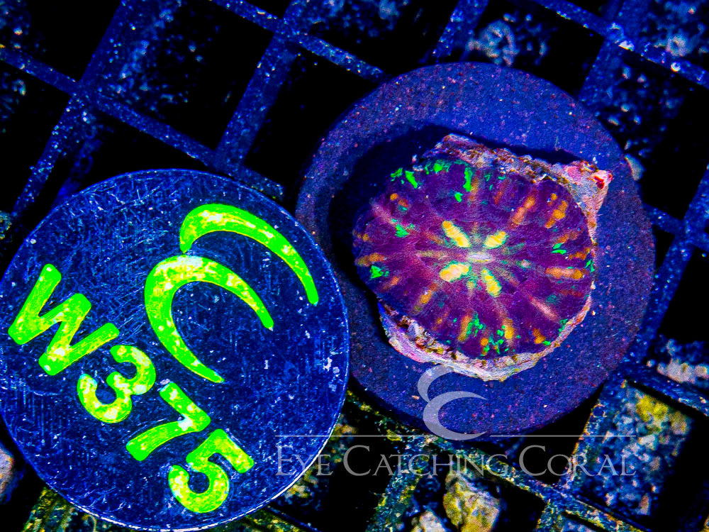 Aussie Mini Scoly (Scolymia sp.) saltwater LPS coral, assorted color with green center and purple rim under blue light