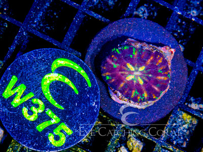 Aussie Mini Scoly (Scolymia sp.) saltwater LPS coral, assorted color with green center and purple rim under blue light