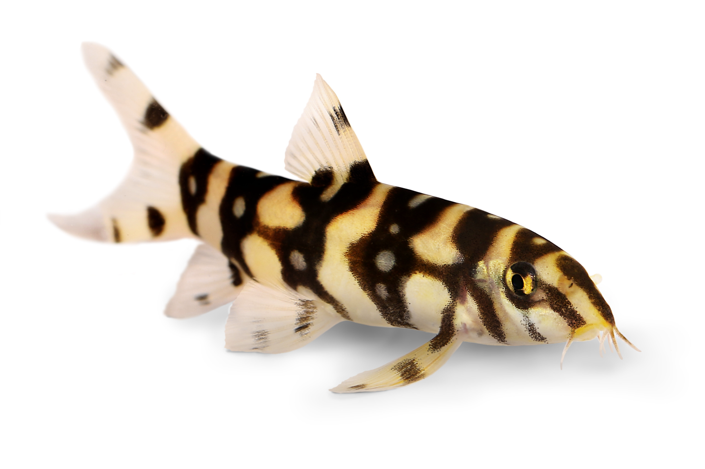 Yo Yo Loach (Botia almorhae) freshwater loach - silver body with black Y and O markings