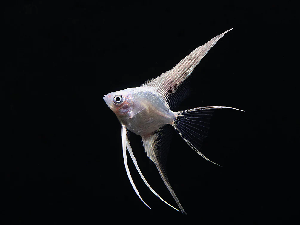 Platinum Veil Angelfish (Pterophyllum scalare)