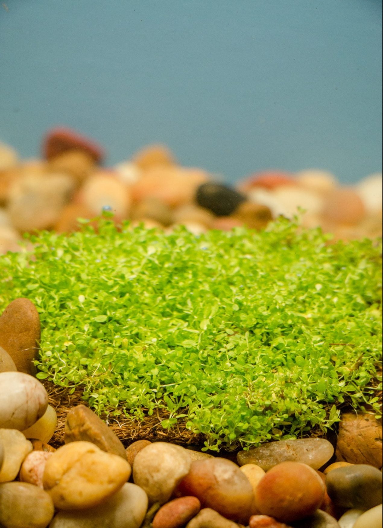 Dwarf Baby Tears (Hemianthus callitrichoides 'Cuba')