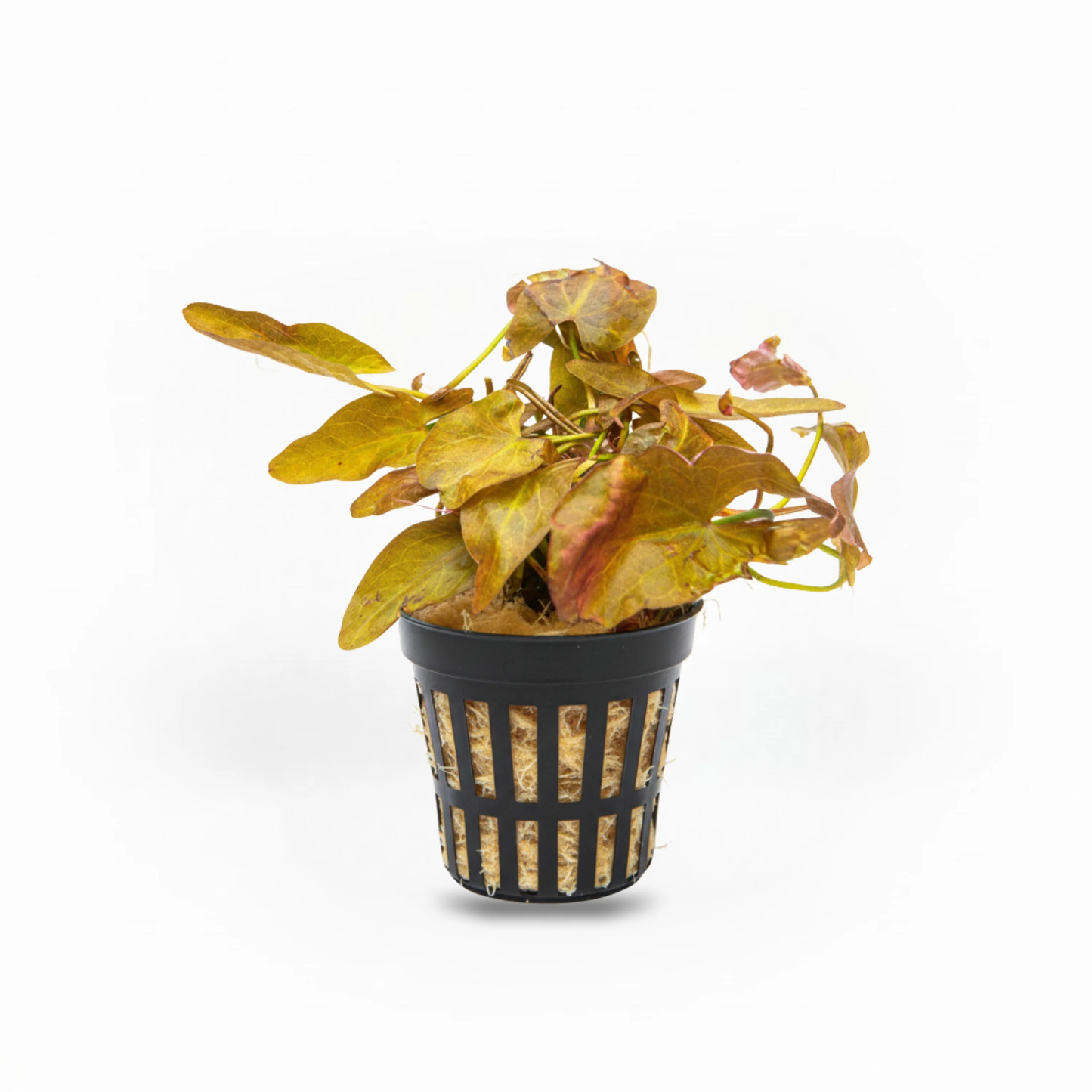 Dwarf Aquarium Lily (Nymphaea stellata) potted freshwater bulb plant with red bronze arrowhead leaves