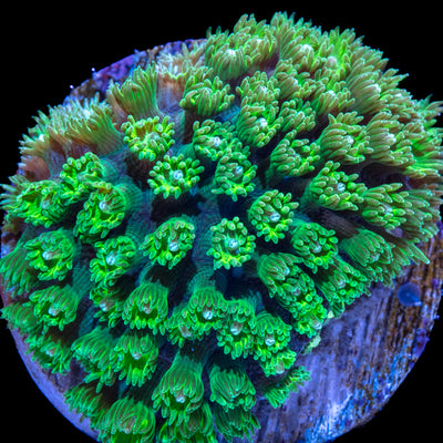 Zen Garden Micro Goniopora
