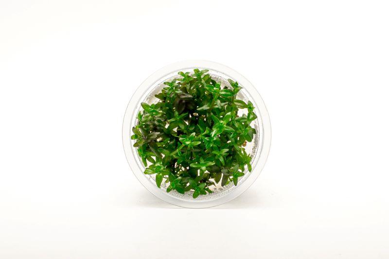 Bacopa Monnieri - Cup