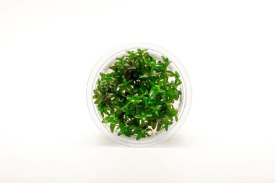 Bacopa Monnieri - Cup