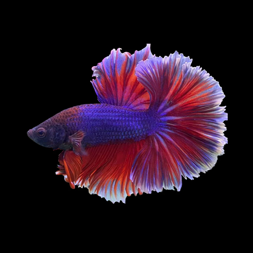 Tricolor Halfmoon Male Betta (Betta splendens), blue and purple body with red iridescent halfmoon fins