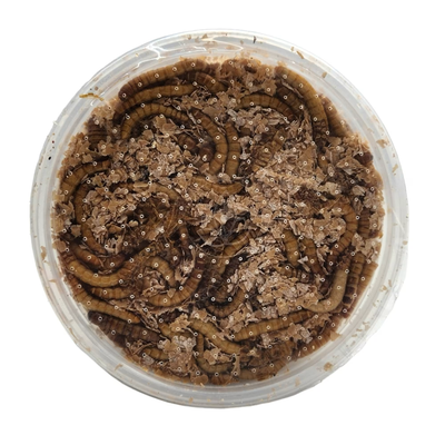 Live meal worms in a cup with bran bedding, Tenebrio molitor feeder insects for reptiles