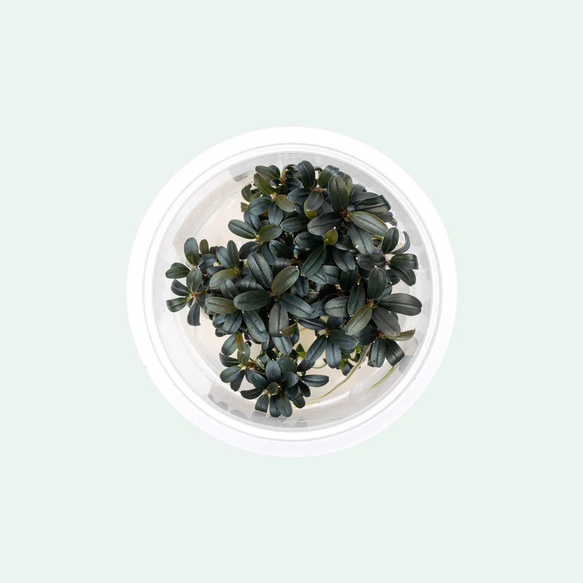 Bucephalandra Kedagang - Cup