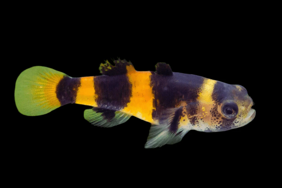 Bumble Bee Goby (Brachygobius doriae) freshwater nano fish with black and gold bands