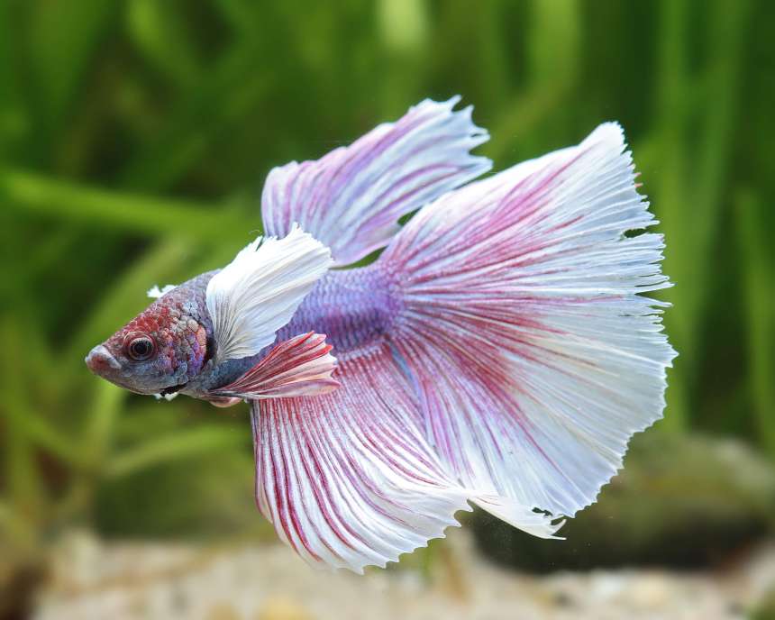 Super Dumbo Ear Delta Male Betta (Betta splendens) freshwater fish - pastel male with oversized pectoral fins