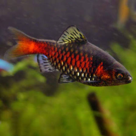 Long Fin Odessa Barb (Pethia padamya) freshwater fish, male with red stripe in planted tank