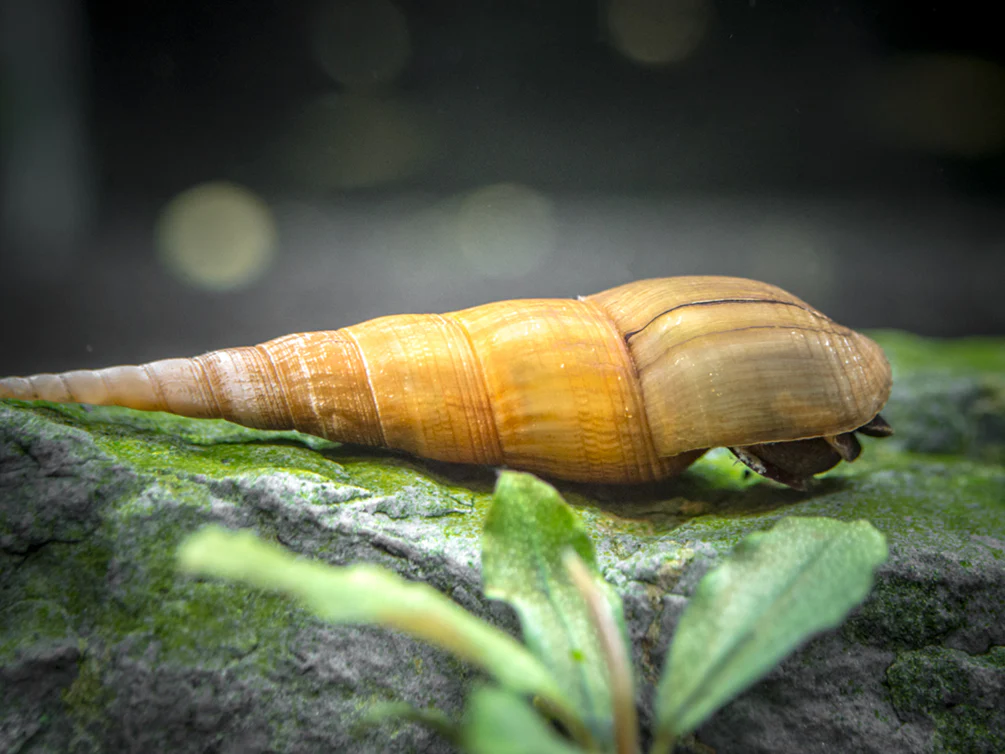 Chopstick Snail - Substrate Cleaner