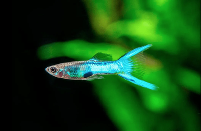Royal Blue Endler (Poecilia wingei) freshwater nano livebearer - male with metallic blue body
