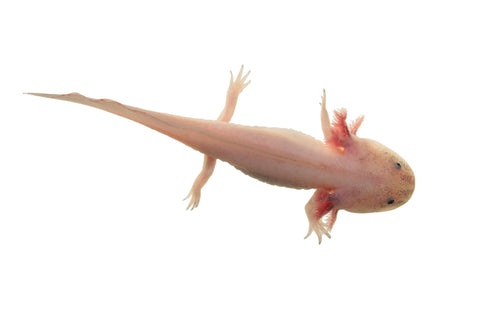 Leucistic Axolotl (Ambystoma mexicanum) freshwater aquatic salamander, pale pink-white body with red external gills