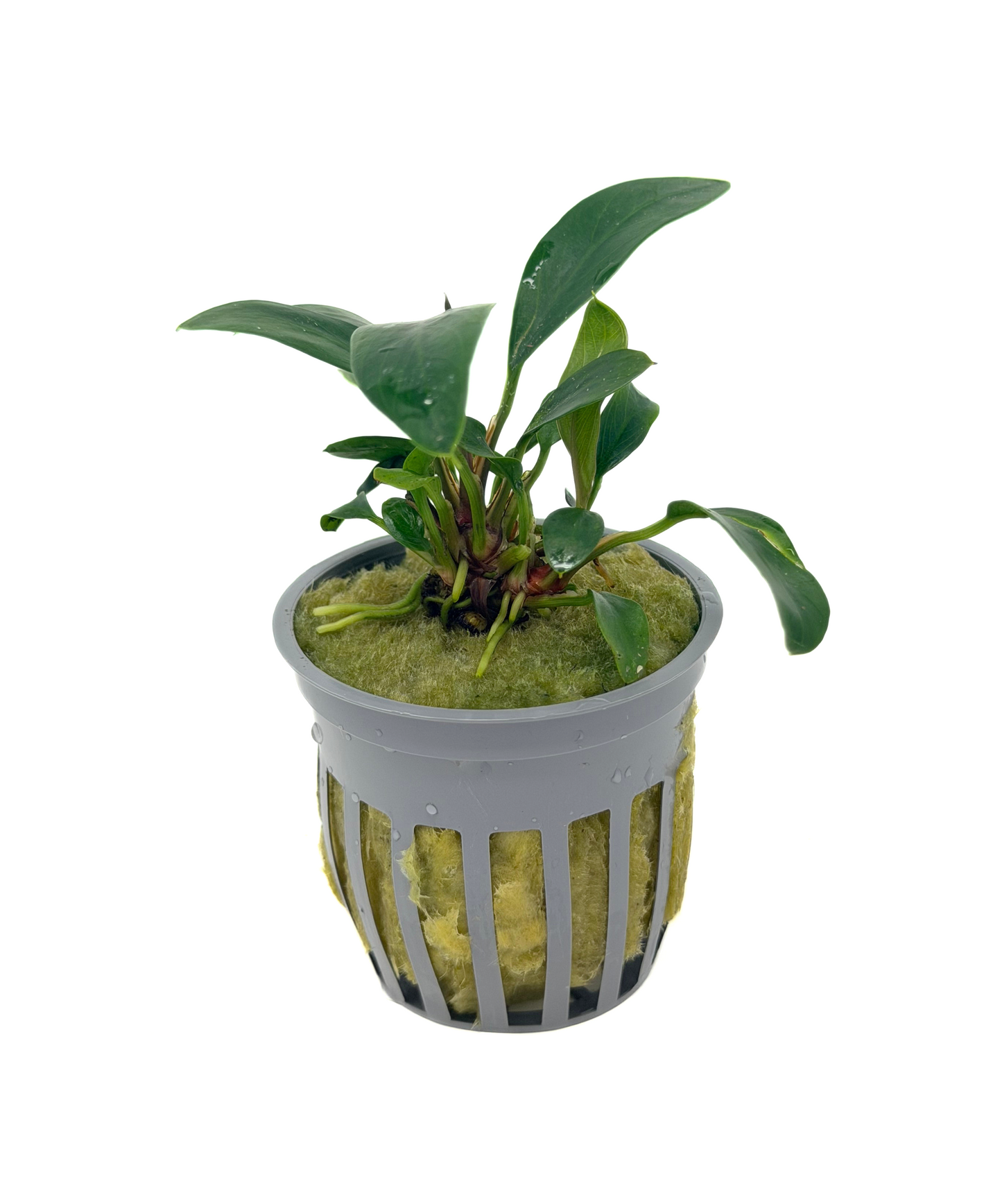 Anubias Afzelii (Anubias afzelii) potted live freshwater rhizome plant in rock wool