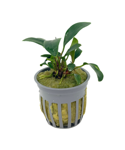 Anubias Afzelii (Anubias afzelii) potted live freshwater rhizome plant in rock wool
