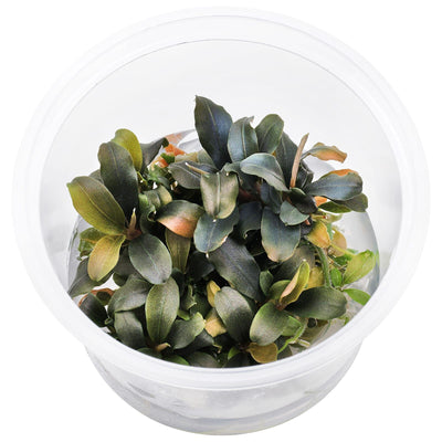 Bucephalandra 'Brownie Purple' - Cup