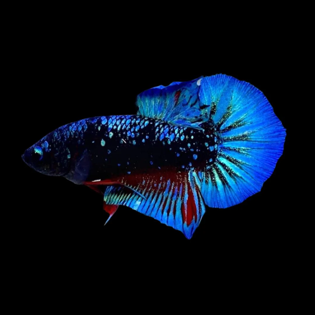 Blue Starlight Plakat Betta (Betta splendens) live freshwater male betta fish