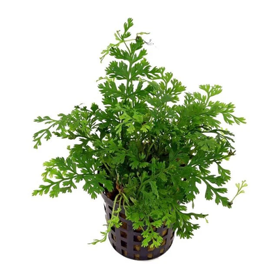 Mini Bolbitis (Bolbitis heteroclita 'Difformis') potted freshwater dwarf fern with lacy fronds