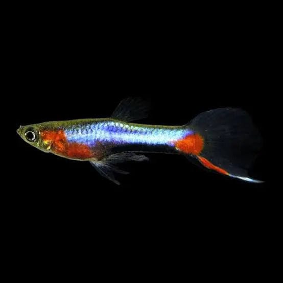 Blue Red Star Endler (Poecilia wingei) live freshwater livebearer - metallic blue body with red starburst and black tail accent, side view