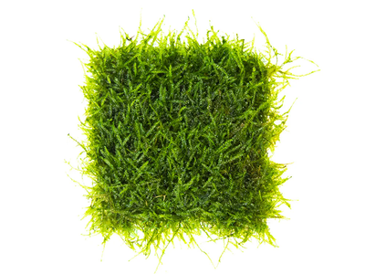 Java Moss (Taxiphyllum barbieri) Flat Pack moss mat pre-grown on mesh for an instant aquarium carpet