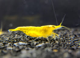 Yellow Fire Shrimp (Neocaridina davidi) freshwater invertebrate on dark substrate