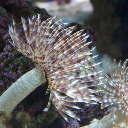 Feather duster worm (Sabellastarte sp.) with its feathery crown extended in a saltwater reef tank