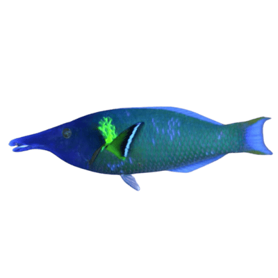 Green Bird Wrasse (Gomphosus varius) male saltwater fish
