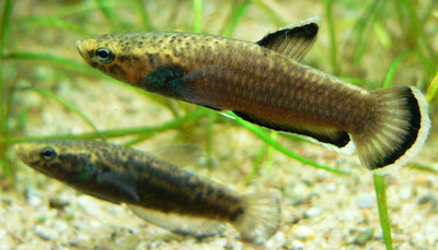 Albimarginata Betta pair (Betta albimarginata) freshwater wild betta with white-edged fins in planted blackwater tank