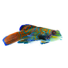 Green Mandarin Goby (Synchiropus splendidus) XLarge saltwater reef fish