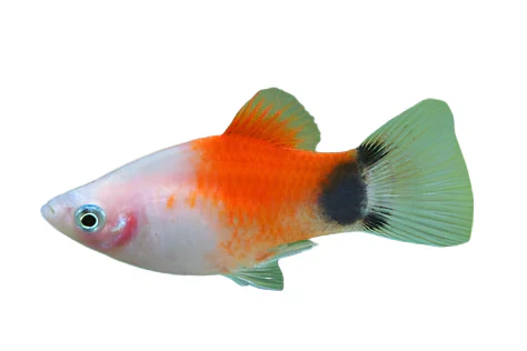 Silver Redtop Mickey Mouse Platy (Xiphophorus maculatus) freshwater livebearer with silver body and red-orange dorsal