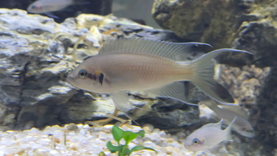 Brichardi Lyretail cichlid (Neolamprologus brichardi) Lake Tanganyika fish with lyre-shaped fins among rockwork