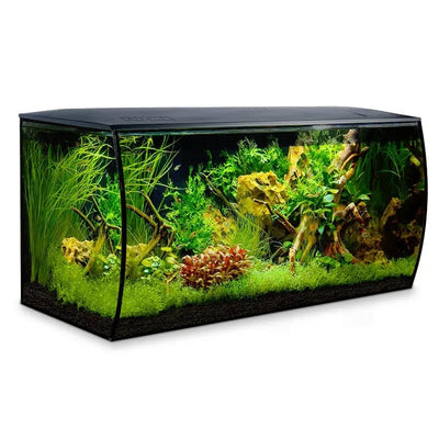 Fluval Flex 32.5 curved-glass aquarium set up as a planted freshwater aquascape with driftwood
