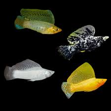 Sailfin Molly (Poecilia latipinna) - assorted colors including green, dalmatian, silver, and gold freshwater livebearer fish