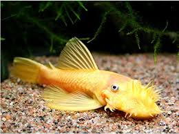 Bushy Nose Albino Gold