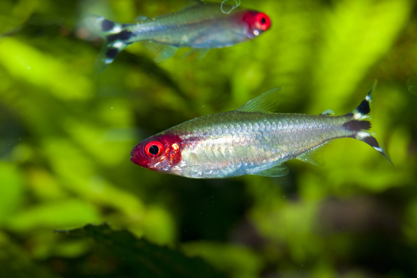 Brilliant Rummy Nose Tetra (Hemigrammus bleheri) freshwater schooling fish with red nose and striped tail