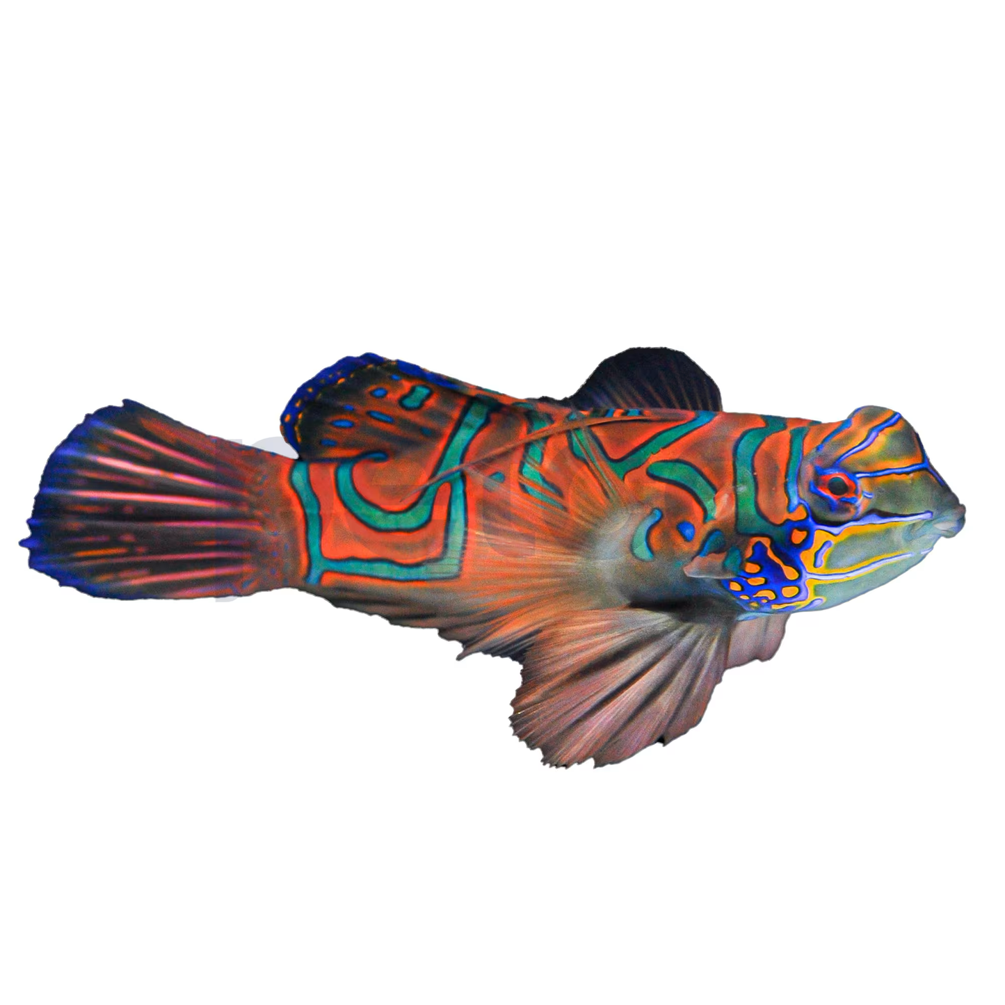 Red Mandarin Goby (Synchiropus splendidus) saltwater reef fish - full body side view