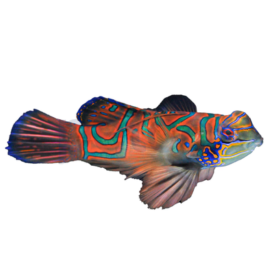 Red Mandarin Goby (Synchiropus splendidus) saltwater reef fish - full body side view