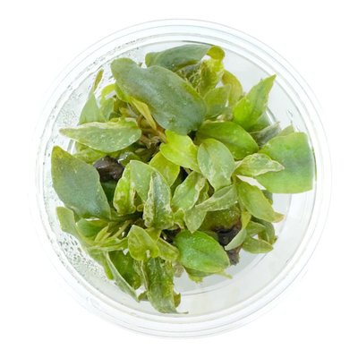 Lagenandra meeboldii 'Bleeding Heart' tissue-culture cup, live freshwater plant