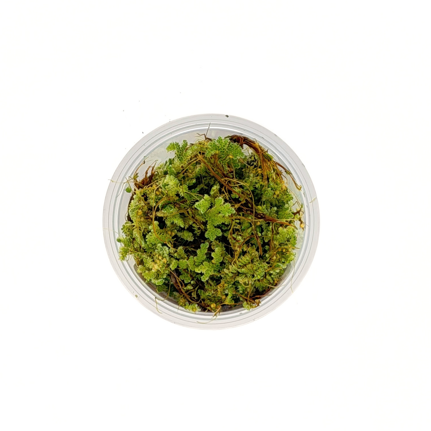 Azolla caroliniana floating fern, top view of the fronds in a portion cup