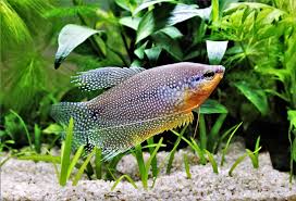 Pearl Gourami