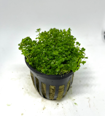 Dwarf Baby Tears (Hemianthus callitrichoides 'Cuba') live freshwater carpet plant - potted in rock wool