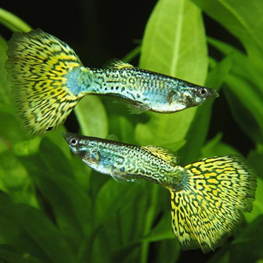 Metal Head Green Guppy (Poecilia reticulata) male freshwater fish with metallic green head and yellow patterned tail