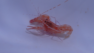 Curly-Que Pistol Shrimp (Alpheus armatus) saltwater reef invertebrate - reddish snapping shrimp