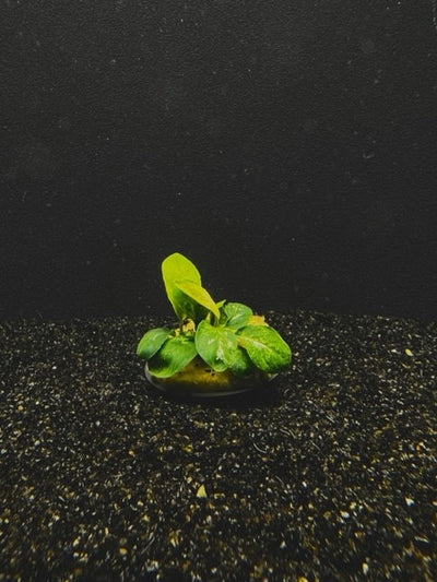 Anubias Coffeefolia growing on substrate in a planted aquarium showing bronze new leaf