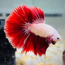 Red Dragon Shortfin Halfmoon Betta male (Betta splendens) - vibrant red dragon scales