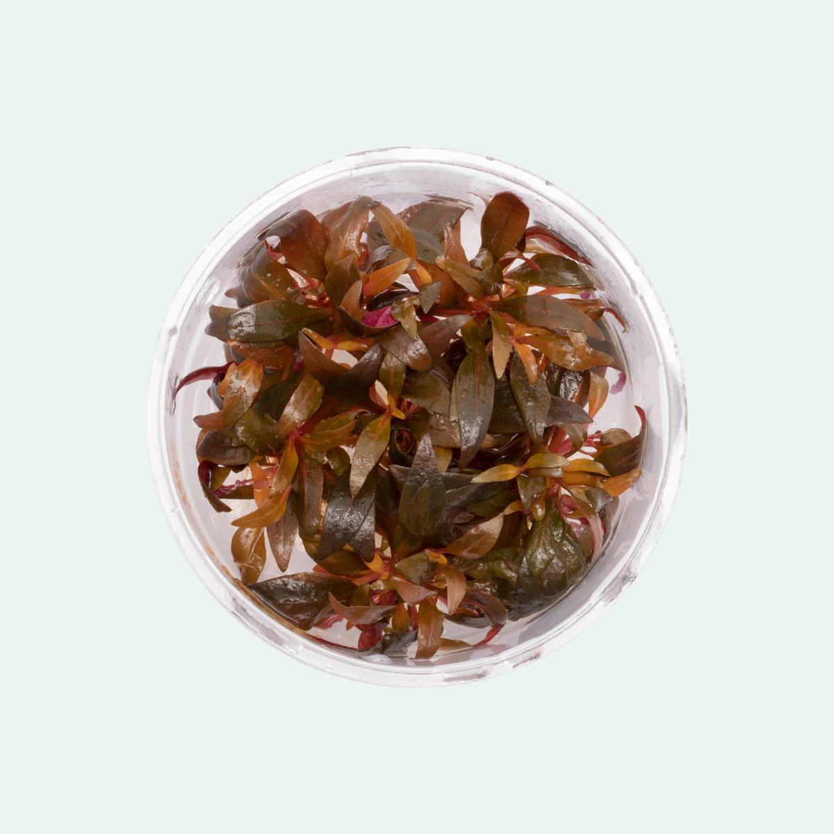 Alternanthera reineckii 'Rosaefolia' tissue-culture cup, live red freshwater stem plant