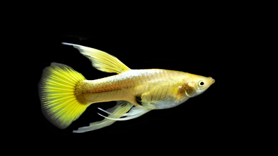 Full Gold Guppy (Poecilia reticulata) live freshwater fancy guppy - solid metallic gold body, side view